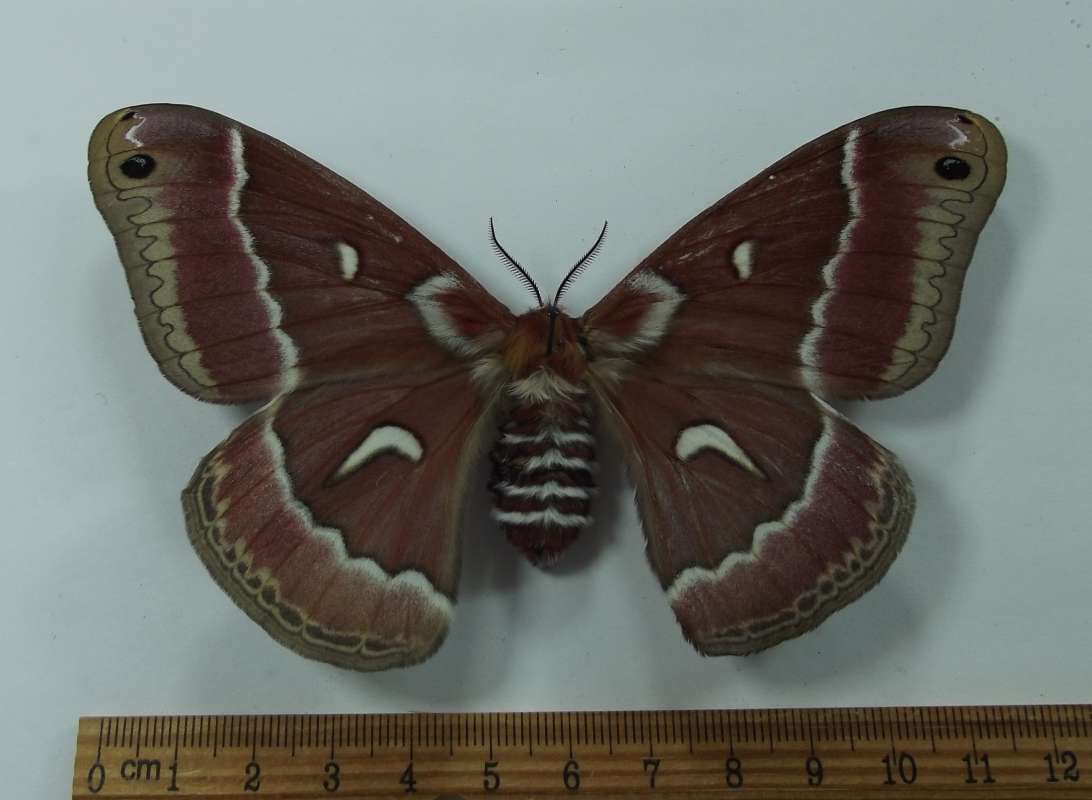 Female - Dorsal View<br>(Origin of the Specimen: Bred, Oregon, April 2015)