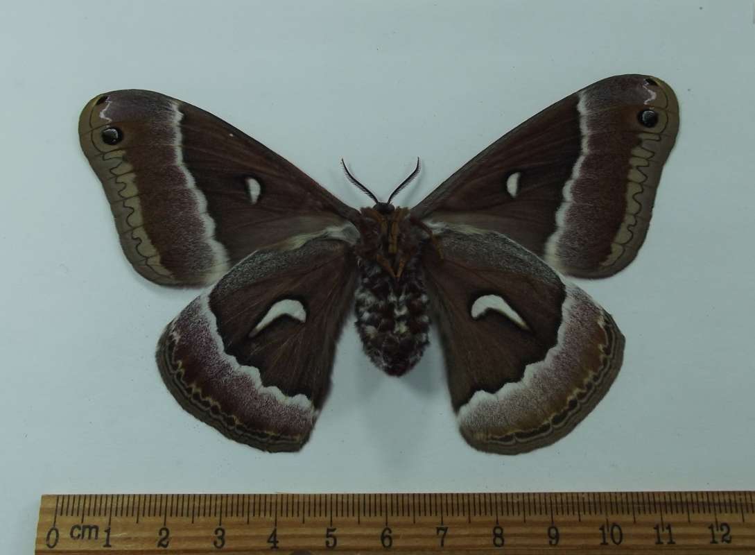 Female - Ventral View<br>(Origin of the Specimen: Bred, Oregon, April 2015)