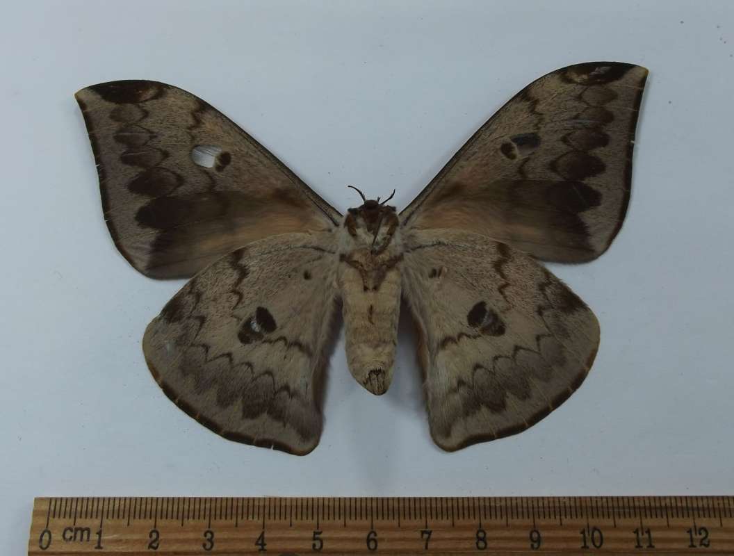 Female - Ventral View<br>(Origin of the Specimen: Tanzania, August 2009)