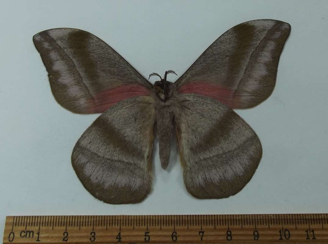 Male - Ventral View<br>(Origin of the Specimen: Niger, W. Afr, Spet 2012)