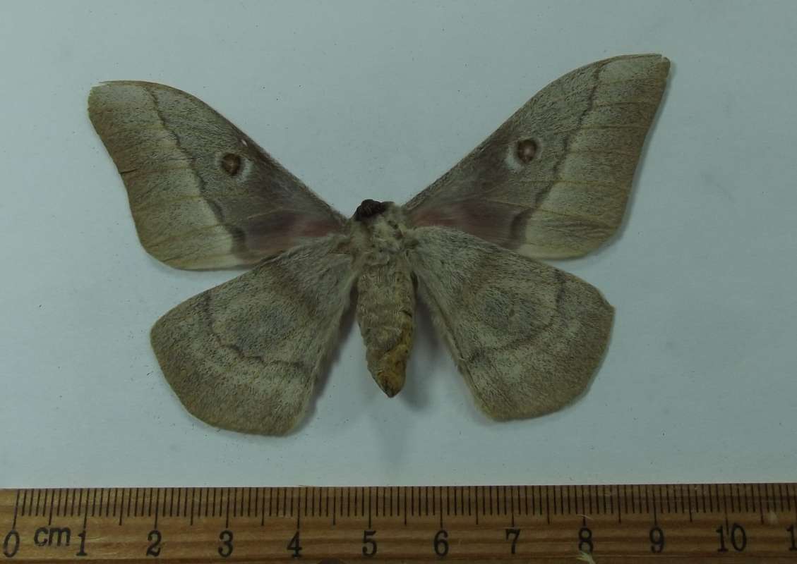 Male - Ventral View<br>(Origin of the Specimen: Togo, West Africa, Dec 2002)