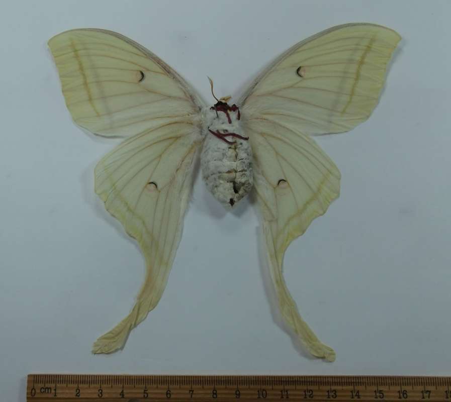 Female - Ventral<br>(Origin of the Specimen: India, March 1977)