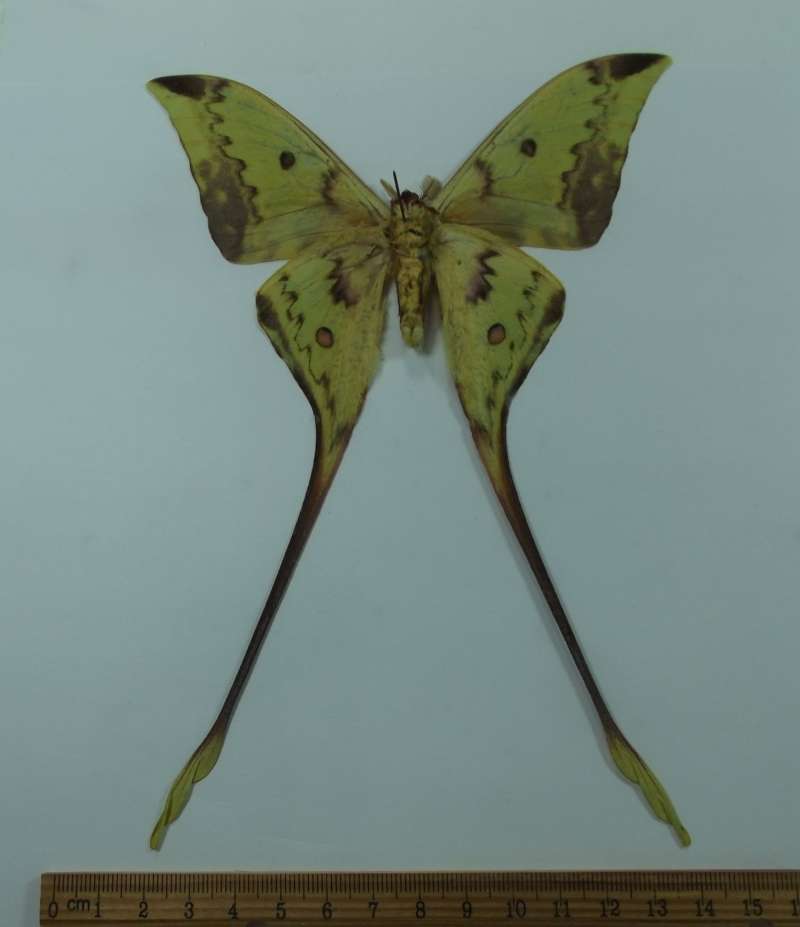 Male - Ventral View<br>(Origin of the Specimen: Bali,, Sept 2001)