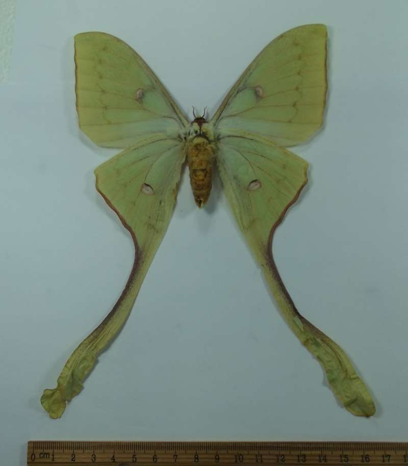 Female - Ventral View<br>(Origin of the Specimen: Bali,, Sept 2001)
