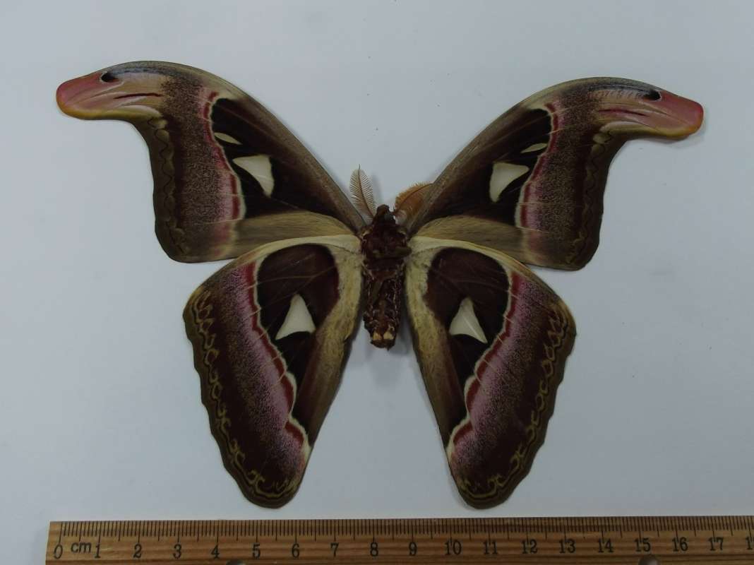 Male - Ventral View<br>(Origin of the Specimen: West Vietnam, April 2009)