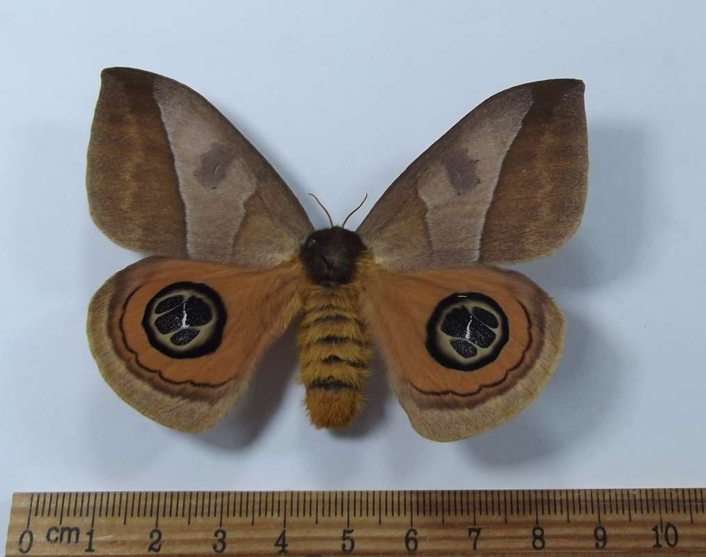 Female - Dorsal View<br>(Origin of the Specimen: Venezuela, Oct. 1997)