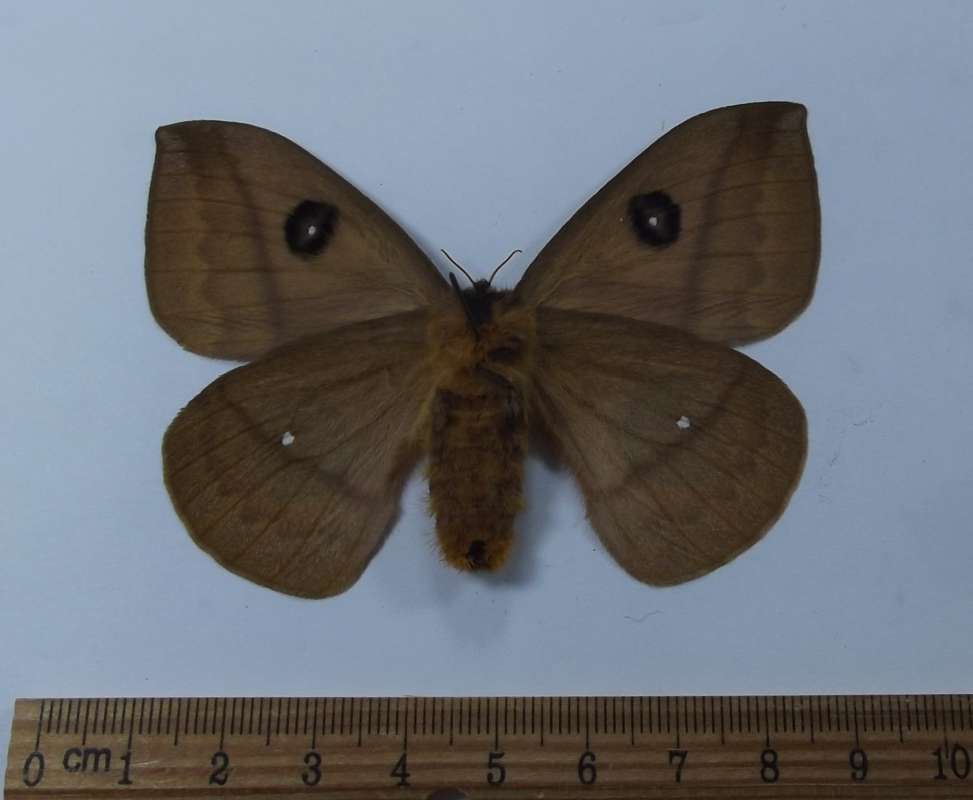 Female - Ventral View<br>(Origin of the Specimen: Venezuela, Oct. 1997)
