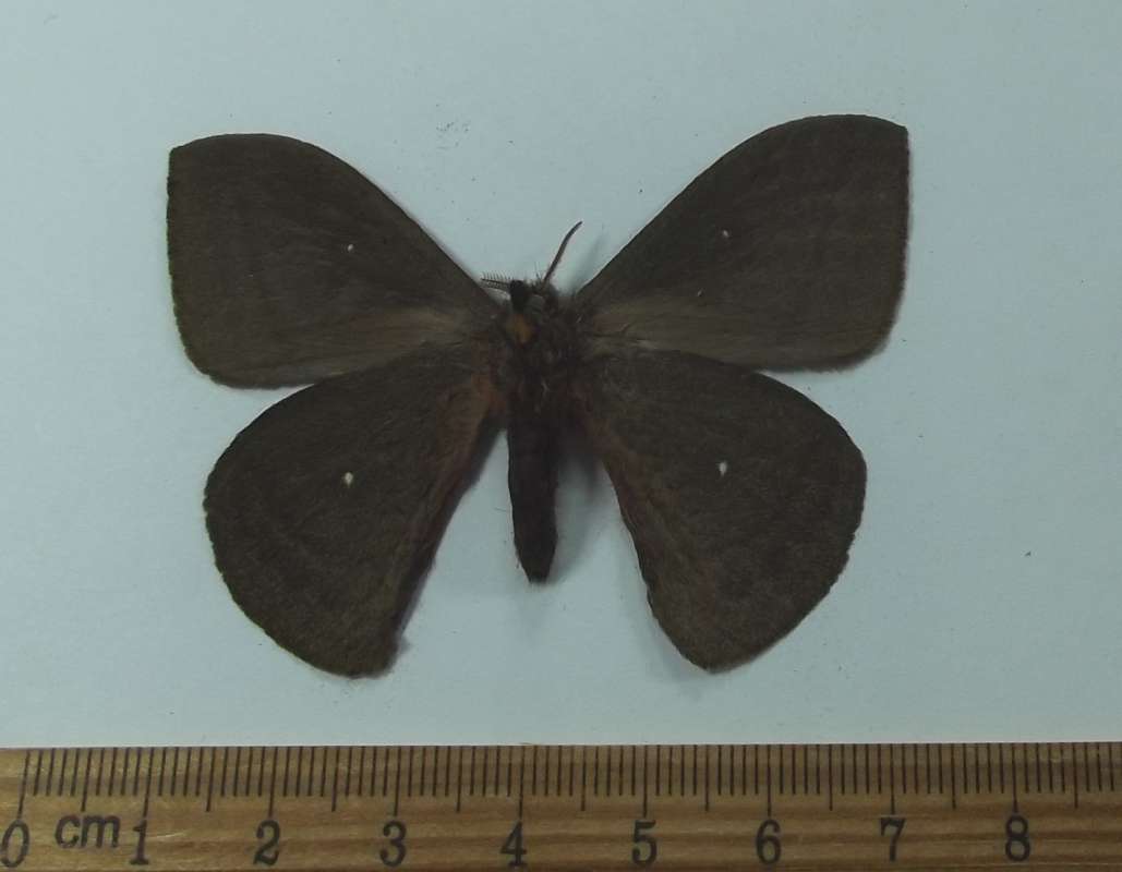 Male - Ventral<br>(Origin of the Specimen: El Salvador, September 1989)