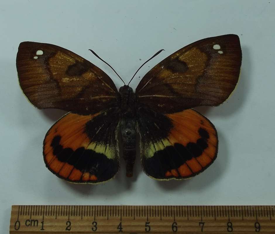Female - Dorsal View<br>(Origin of the Specimen: Cuzco, Peru)