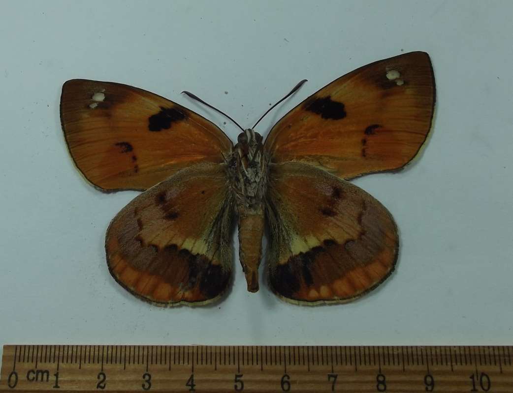 Female - Venral View<br>(Origin of the Specimen: Cuzco, Peru)