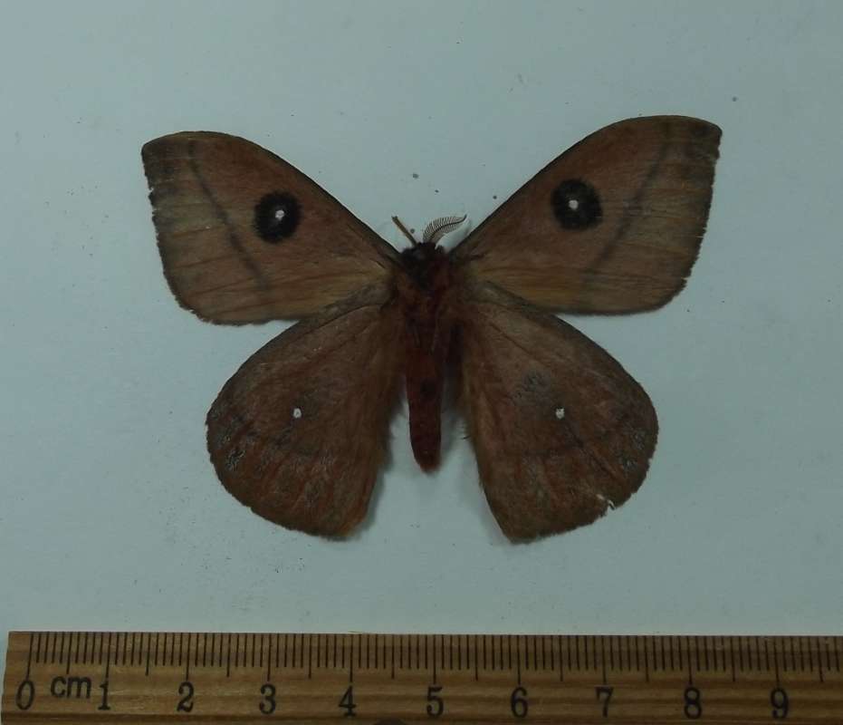 Male - Ventral View<br>(Origin of the Specimen: Panama, Dec. 2012)