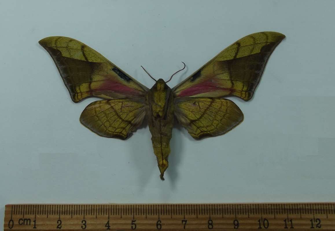 Male - Ventral View<br>(Origin of the Specimen: Laos, April 2012)