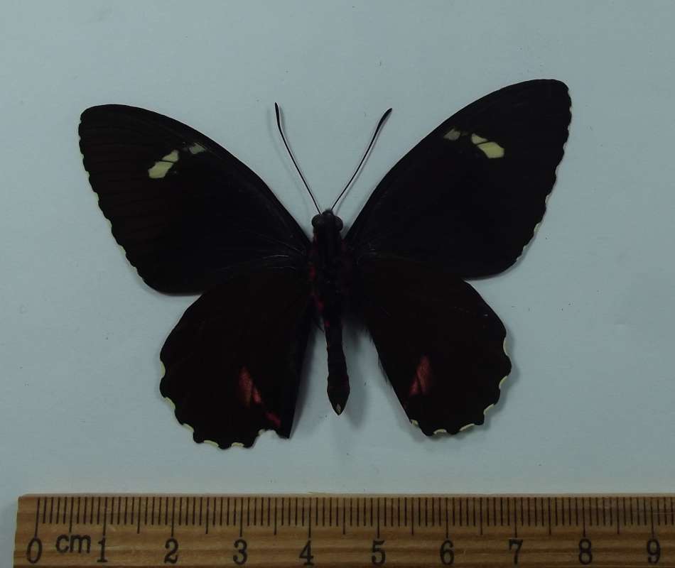 Male - Ventral View<br>(Origin of the Specimen: Costa Rica, May 2012)