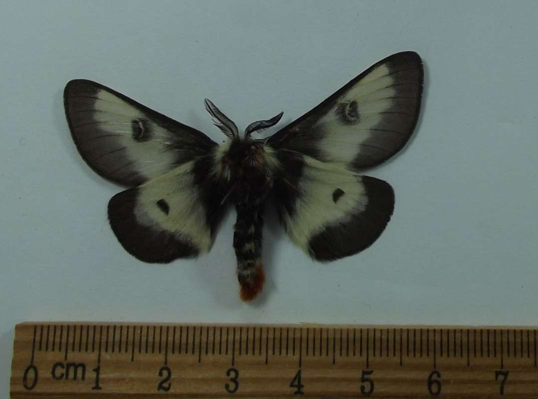 Male - Ventral<br>(Origin of the Specimen: California, August 2006)
