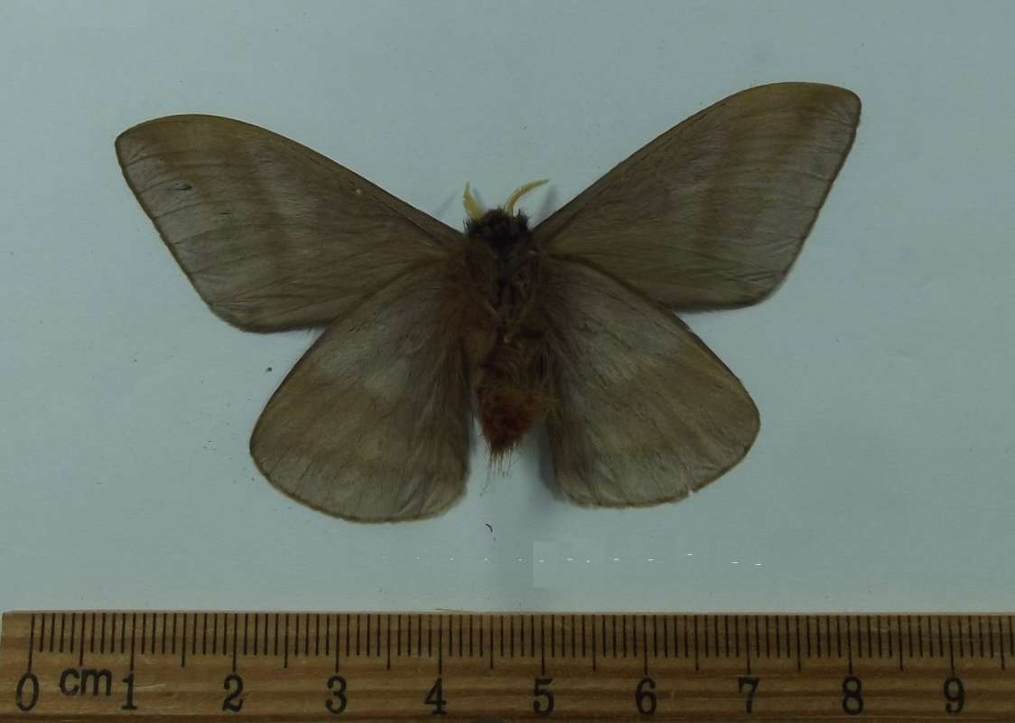 MALE - VENTRAL VIEW<br>(Origin of the Specimen: CUZCO, PERU)