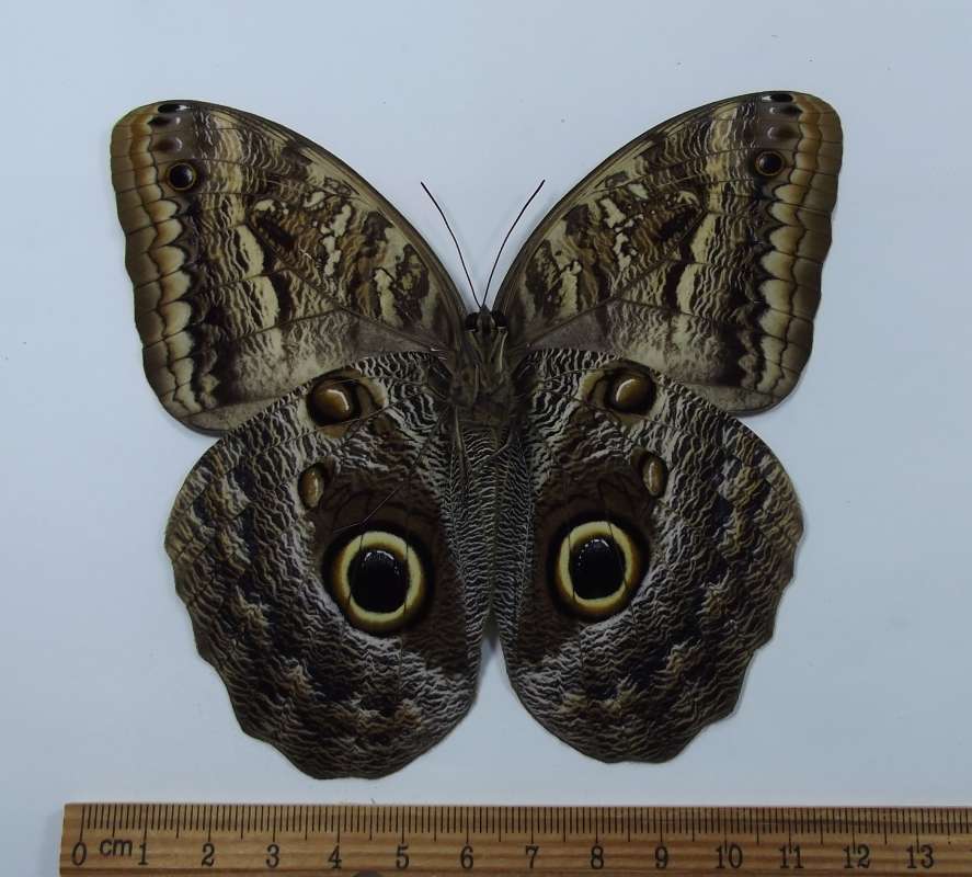 Male - Vetnral View<br>(Origin of the Specimen: Golfeto, Costa Rica, Dec. 2011)