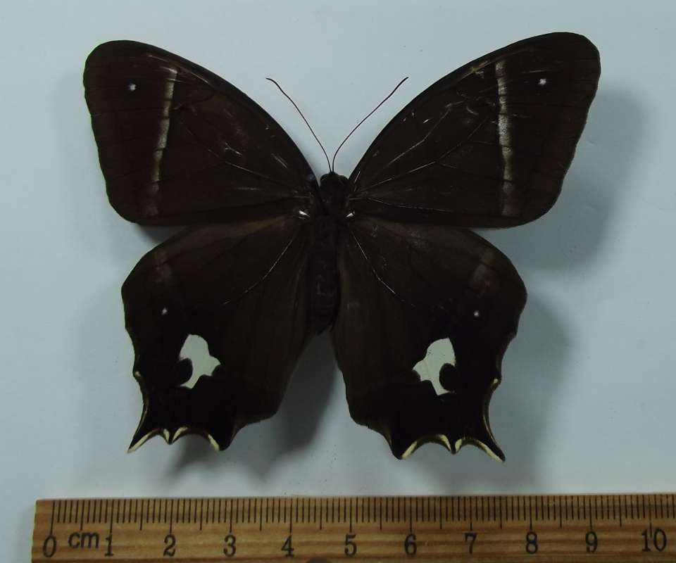 Female - Dorsal View<br>(Origin of the Specimen: Golfeto, Costa Rica, Dec. 2011)