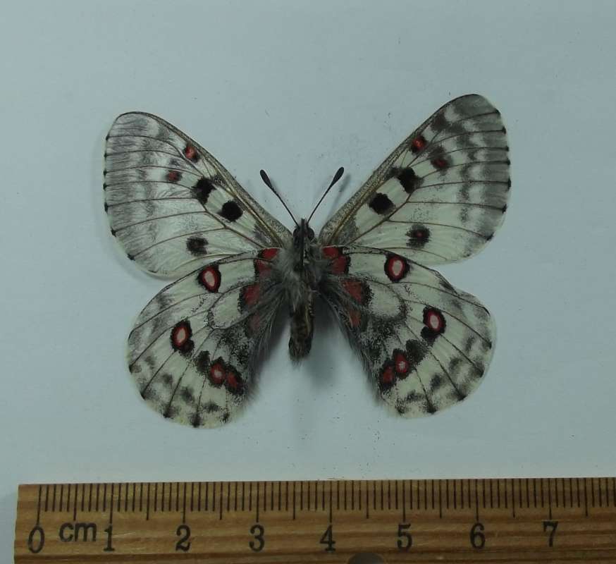 Male - Ventral<br>(Origin of the Specimen: Xinjiang, China, July 2006)