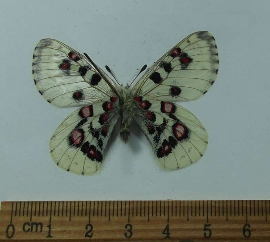 Male - Ventral View<br>(Origin of the Specimen: Qinghai, China, July 2010)