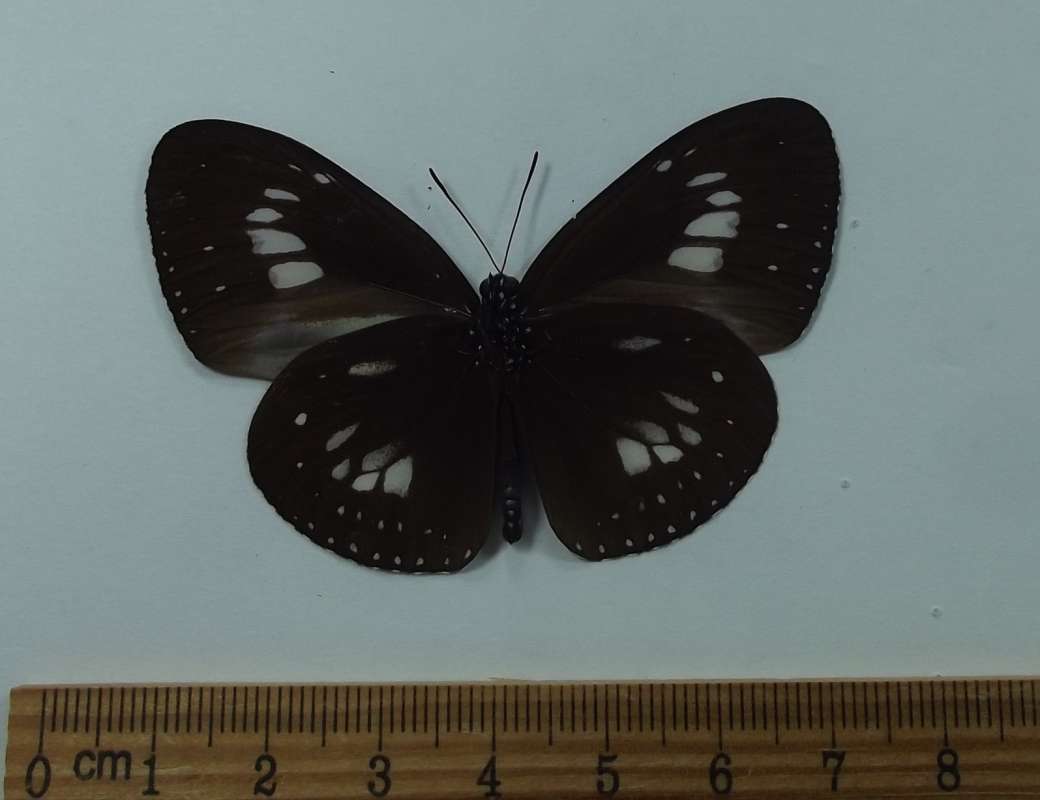 Male - Ventral View<br>(Origin of the Specimen: Sulawesi, June 2005)