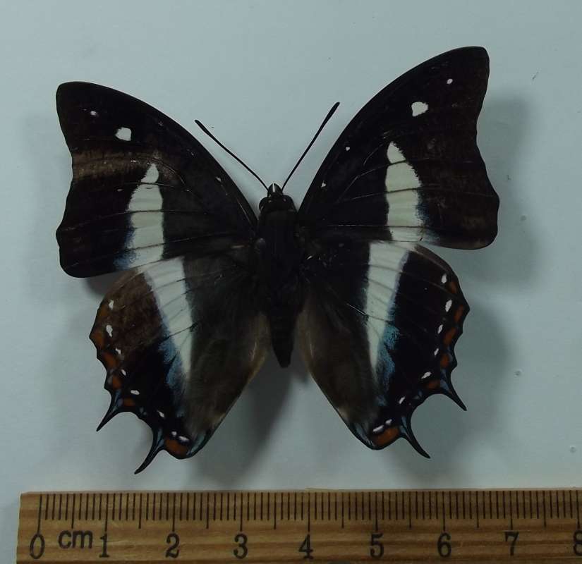 Female - Dorsal<br>(Origin of the Specimen: Bohol, Philippines)