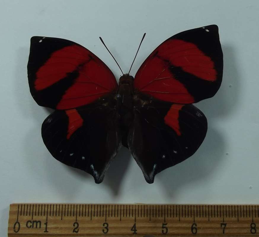 Female - Dorsal View<br>(Origin of the Specimen: Peru, April 1998)