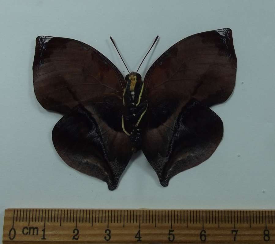 Female - Ventral View<br>(Origin of the Specimen: Peru, April 1998)