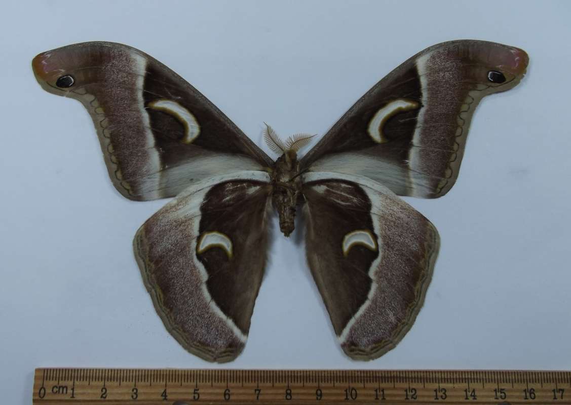 Male - Ventral View<br>(Origin of the Specimen: Togo, West Africa, Aug 2014)