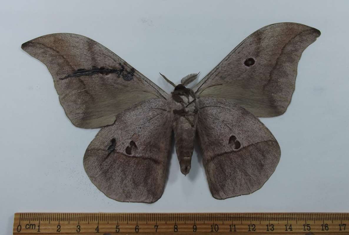 Male - Ventral View<br>(Origin of the Specimen: Niger, September 2001)