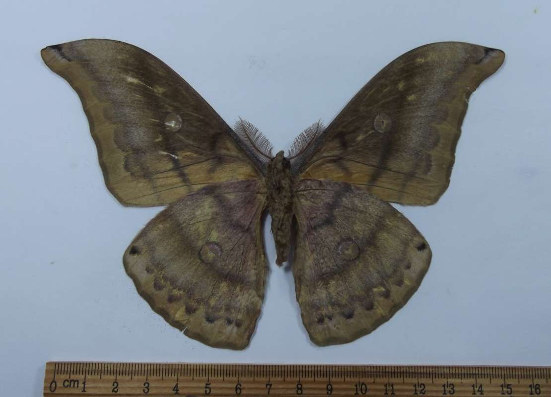 Male - Ventral View<br>(Origin of the Specimen: Vietnam, July 2001)