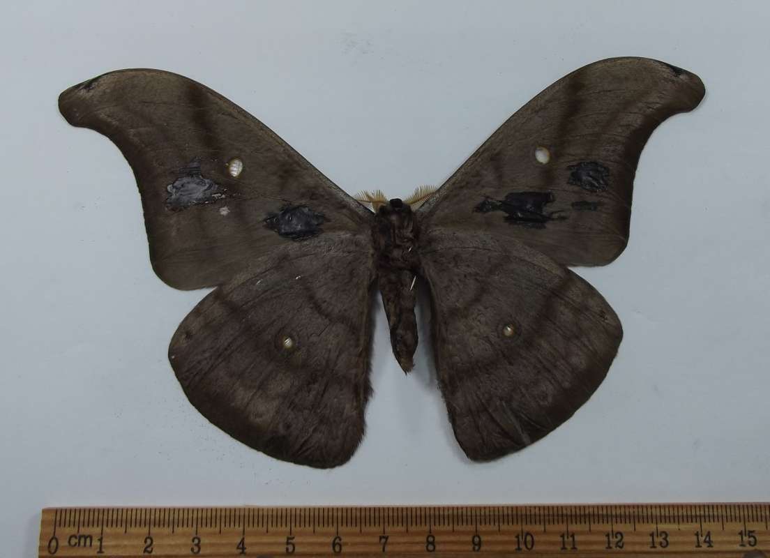 Male - Ventral<br>(Origin of the Specimen: West Flores)
