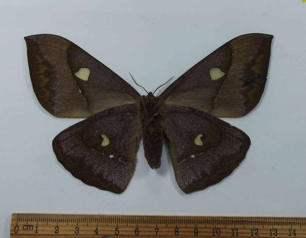 Female - Ventral View<br>(Origin of the Specimen: Laos, November 2012)