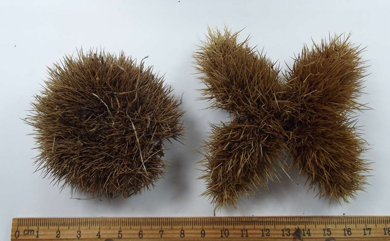 Unopened on Left,Dorsal  Open on Right<br>(Origin of the Specimen: Klehm Arboretum - Il. USA, Oct 2015)