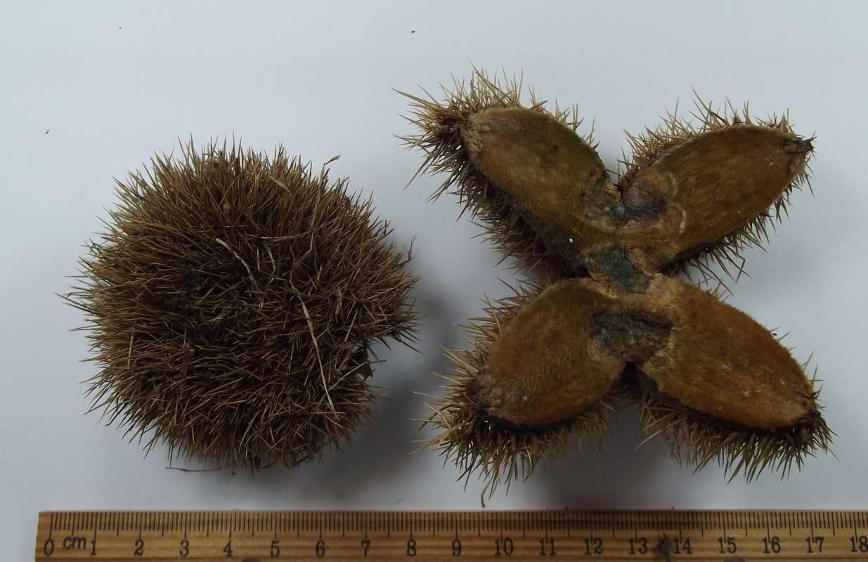 Dorsal View, Opened<br>(Origin of the Specimen: Klehm Arboretum - Il. USA, Oct 2015)