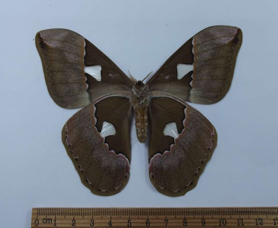 Female - Ventral View<br>(Origin of the Specimen: Panama - December 1989)
