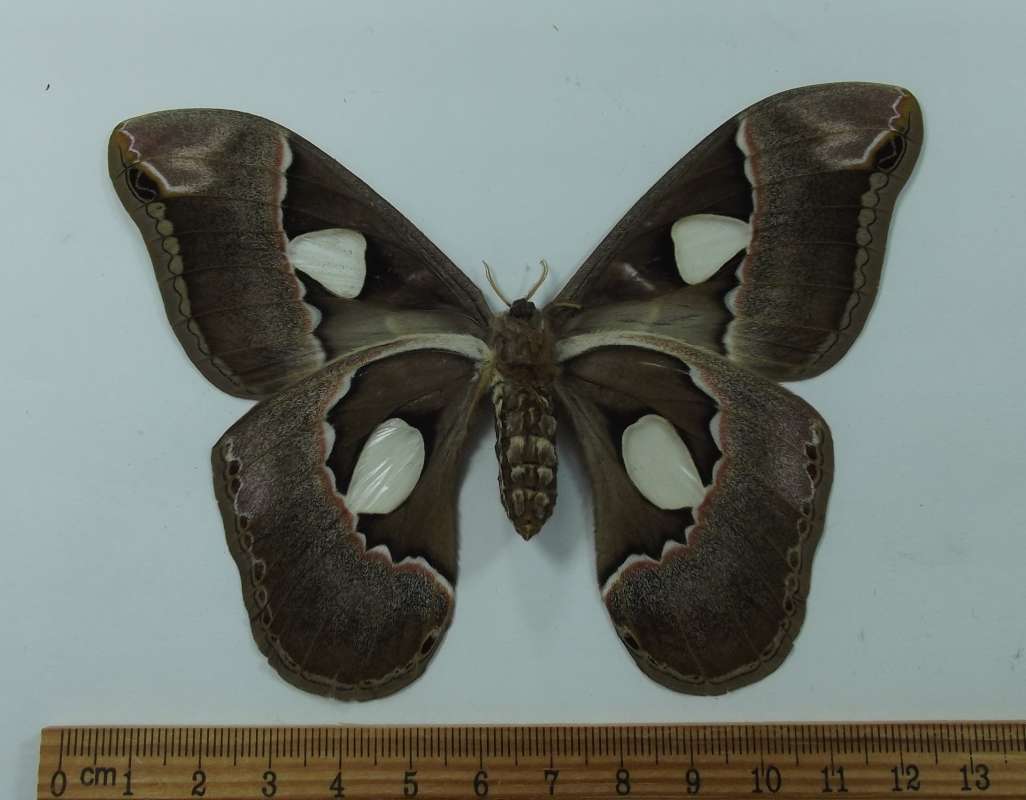Female - Ventral View<br>(Origin of the Specimen: Panama, December 1989)
