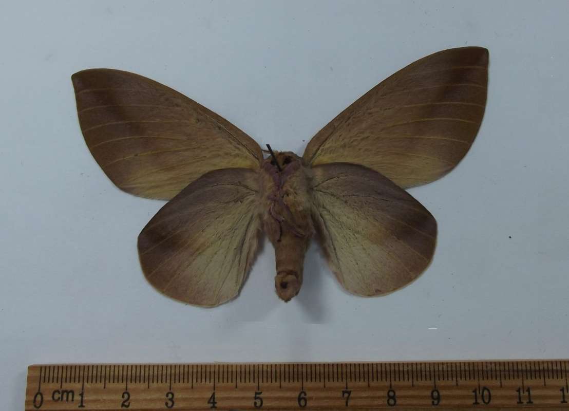 Female - Ventral View<br>(Origin of the Specimen: Costa Rica, April 2009)