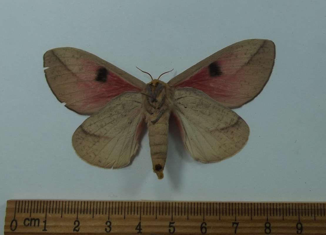 Female - Ventral View<br>(Origin of the Specimen: Patagonia, Arizona, July 25, 2014)