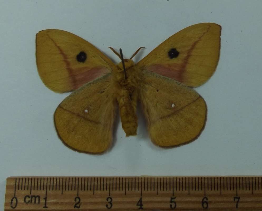 Male - Ventral View<br>(Origin of the Specimen: Soutrh Carolina, August 3, 2015)
