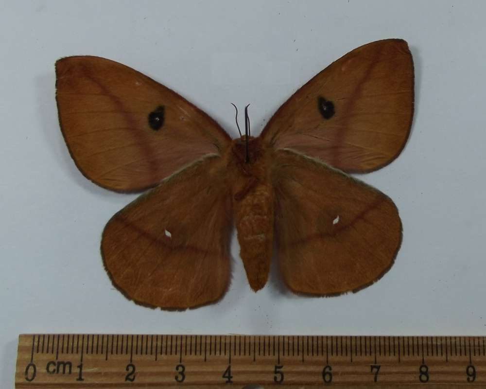 Female - Ventral View<br>(Origin of the Specimen: Soutrh Carolina, August 3, 2015)
