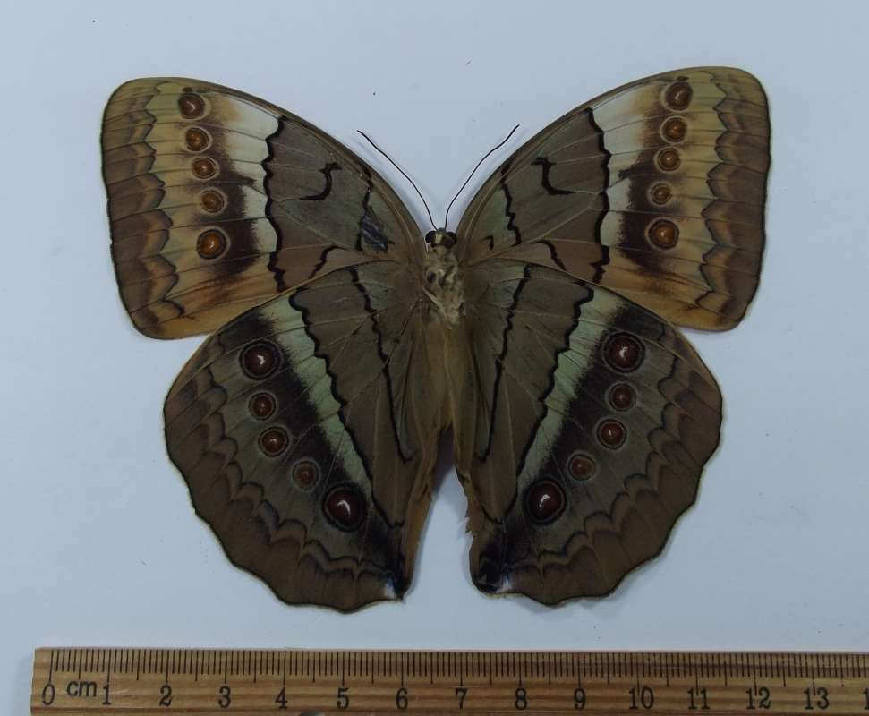 Male - Ventral View<br>(Origin of the Specimen: Kachin State, Burma, July 12, 1991)