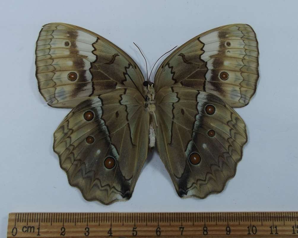 Male - Ventral<br>(Origin of the Specimen: Vietnam, July 2010)