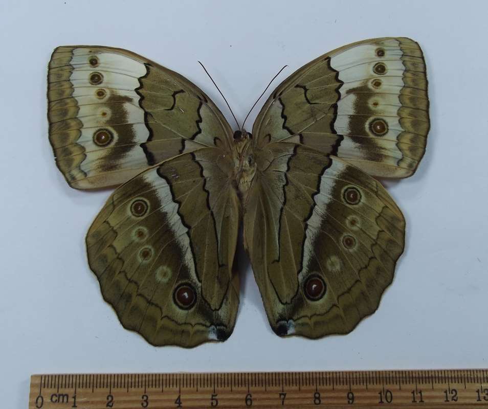 Male - Ventral View<br>(Origin of the Specimen: LamDong, Vietnam, June 1999)