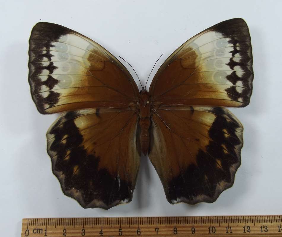 Female - Dorsal View<br>(Origin of the Specimen: Lam Dong Province, Vietnam, April)
