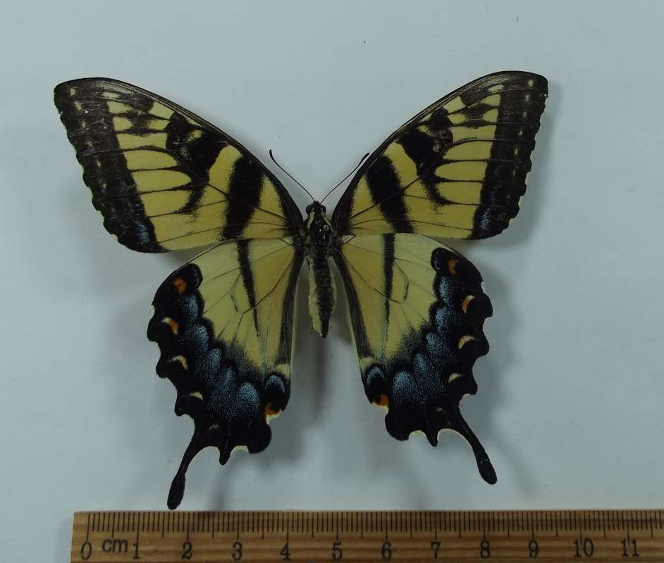 Female - Dorsal View<br>(Origin of the Specimen: Lovers Leap, W. Virginia, May 20004)
