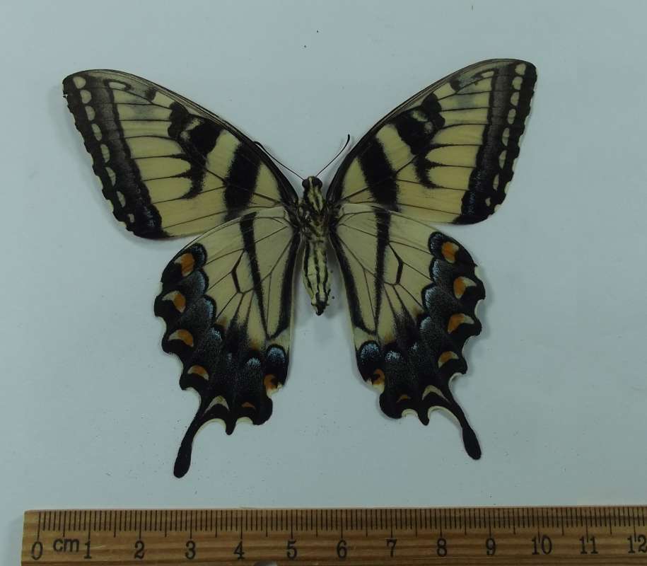 Female - Ventral View<br>(Origin of the Specimen: Lovers Leap, W. Virginia, May 20004)