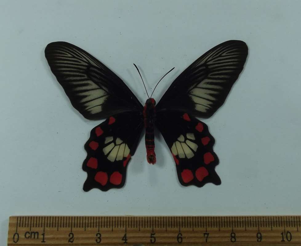 Male - Ventral View<br>(Origin of the Specimen: Kai Island, May 2015)