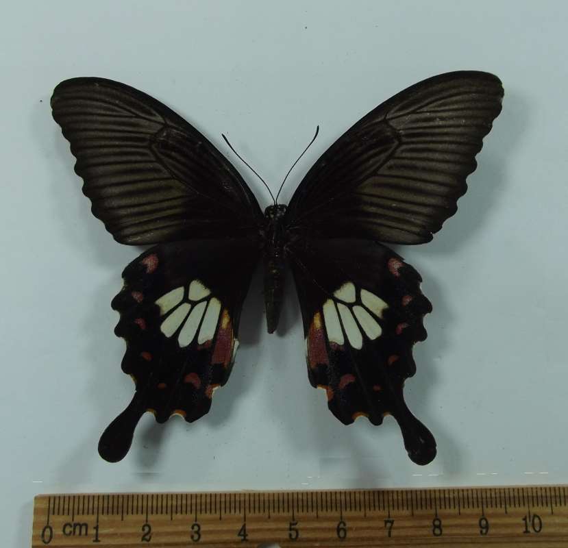 Femael - Dorsal View - Vietnam<br>(Origin of the Specimen: Vietnam, May 2012)