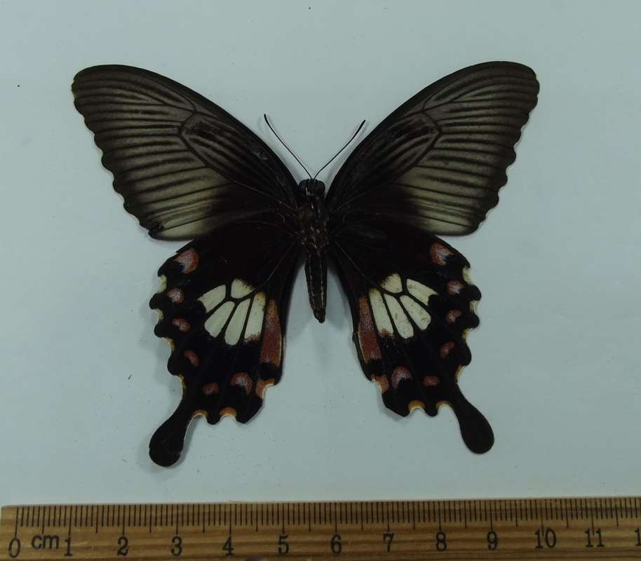 Femael - Dorsal View - Vietnam<br>(Origin of the Specimen: Vietnam, May 2012)