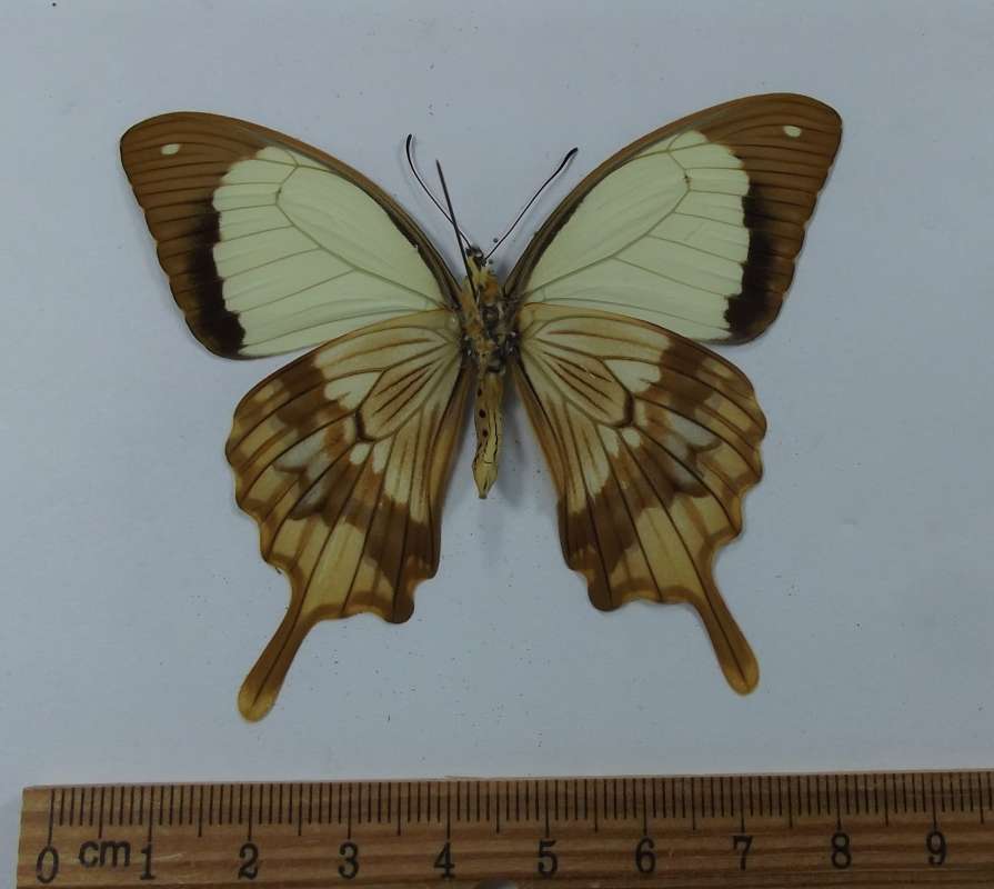 Male - Ventral View<br>(Origin of the Specimen: Natal, Jan 1999)